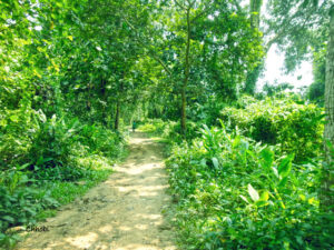 রেমা-কালেঙ্গা অভয়ারণ্য