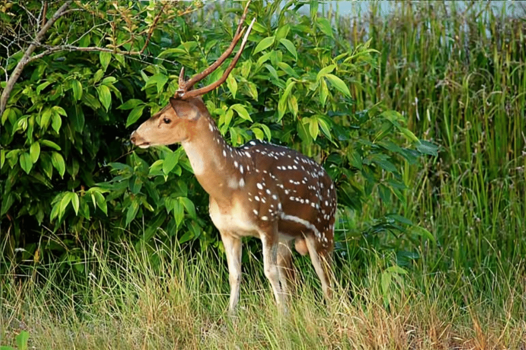 সুন্দরবন