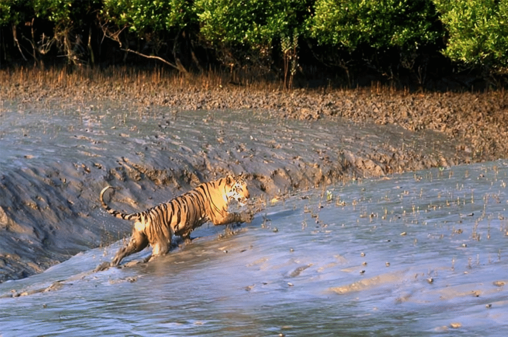 সুন্দরবন