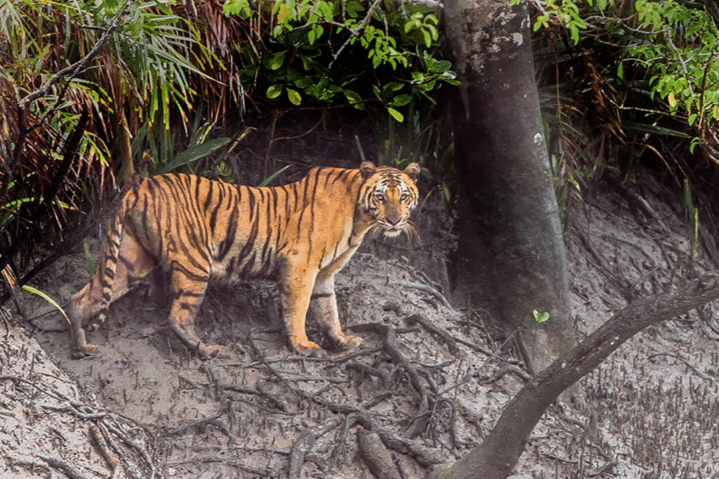 সুন্দরবন