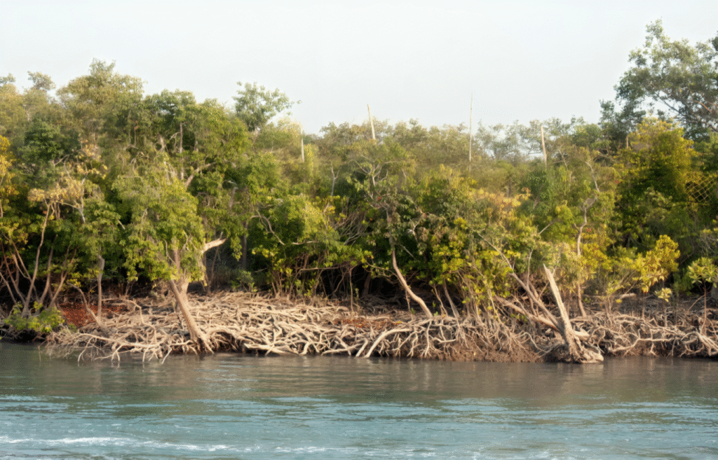 সুন্দরবন