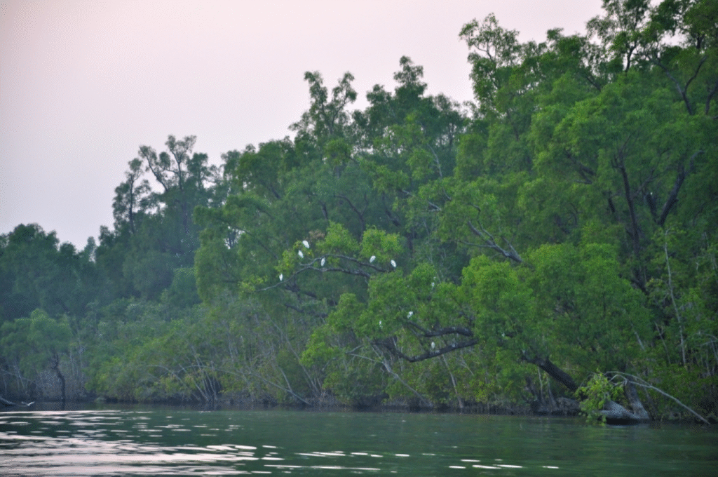 সুন্দরবন